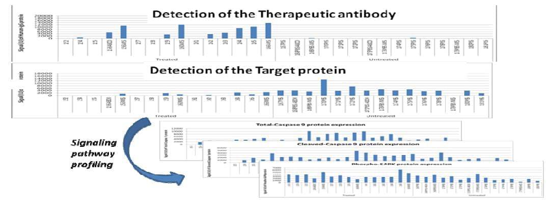 Protein Pathway Profiling
